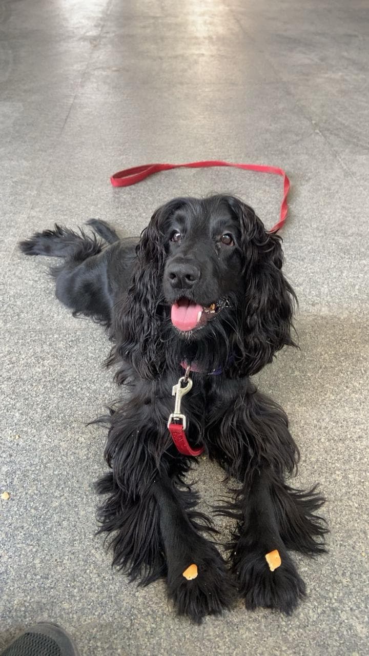 Happy Dog with Trainer